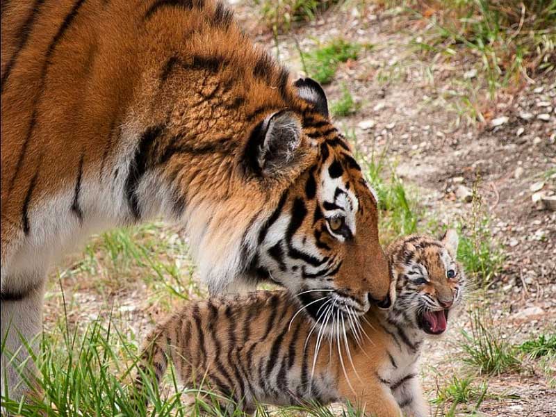 Тигры в сафари парке